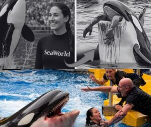 Jessica Radcliffe Dolphin Incidente Attack: VIDEO of Orca Trainer Jessica Radcliffe Killed During Performance – REDDIT